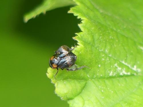 Penthimia nigra